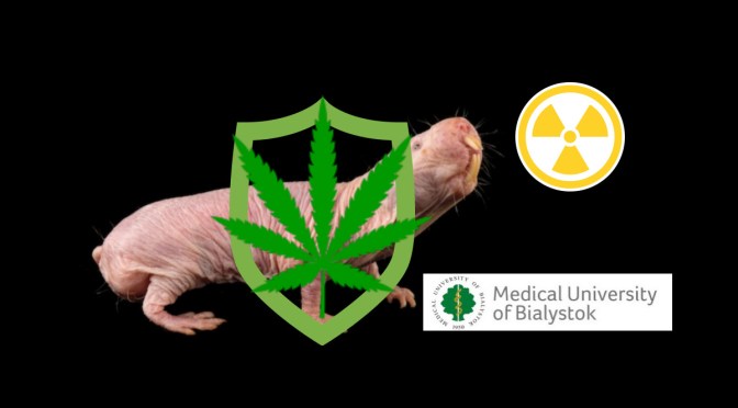 대마초 칸나비디올 (CBD), UVA/UVB 방사선 피부 손상 막는다