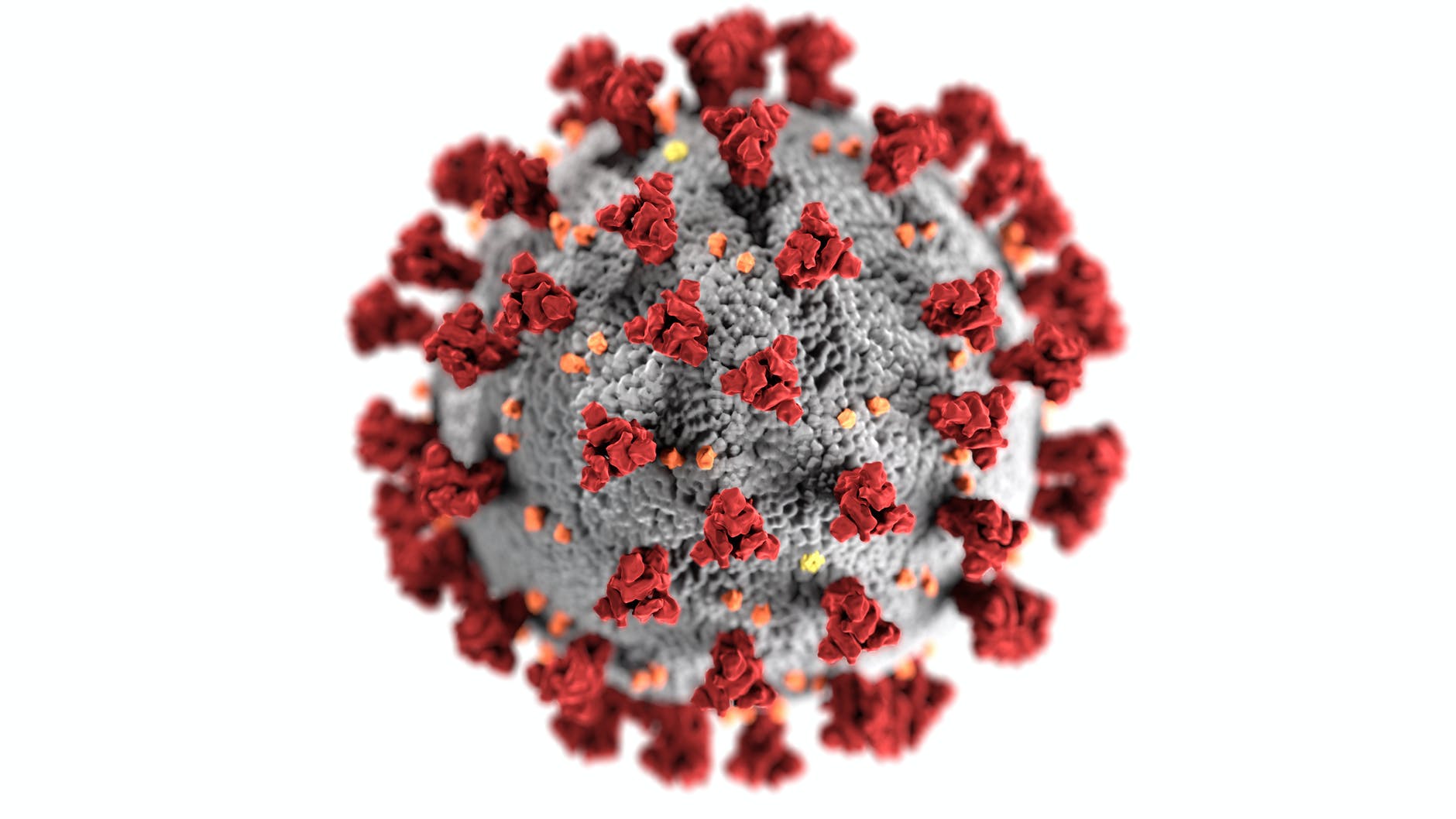 대마초의 THC와 CBD가 SARS-CoV-2 바이러스를 무력화한다